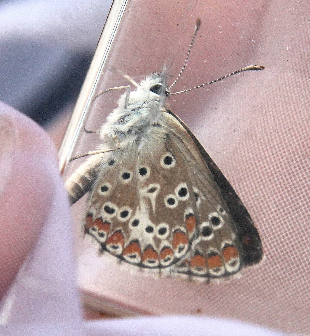 Polyommatus thersites?